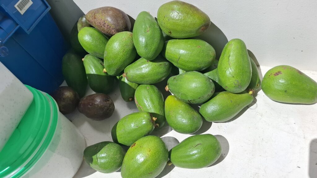 Avocado Guacomole