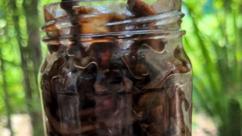 Bottle isaw Recipe